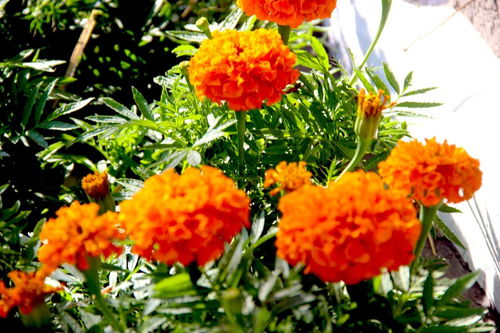 人民公園萬壽菊