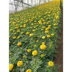 四川20公分高萬壽菊哪里有,萬壽菊苗培育