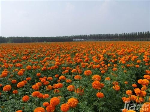 萬壽菊的資料全面解析萬壽菊圖片欣賞