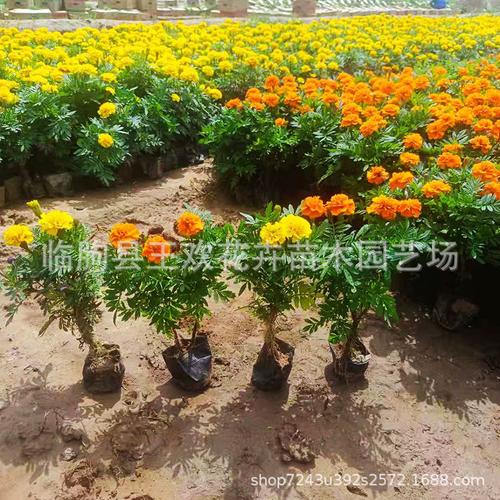 萬壽菊花苗