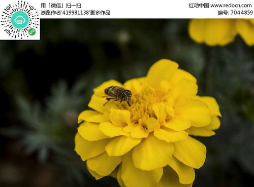 萬壽菊和蜜蜂高清圖片下載 紅動網