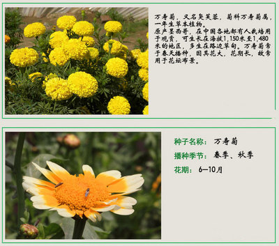 萬壽菊種子價(jià)格