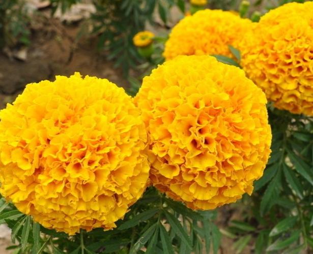 江蘇沭陽批發花卉種子萬壽菊種子(金黃橘黃混色)
