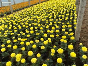 草花,價格,廠家,供應商,花木,青州市九鼎花卉園藝場 熱賣促銷 阿土伯網