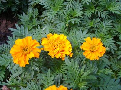 萬壽菊哪里有-青州時(shí)令草花-河北時(shí)令草花