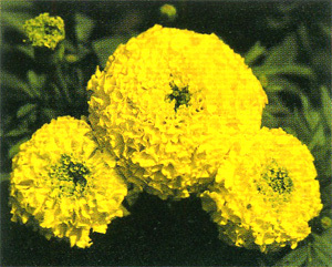【赤峰寧城山杏核價(jià)格】?jī)r(jià)格、產(chǎn)品供應(yīng),赤峰寧城山杏核價(jià)格廠家批發(fā)列表2-1024商務(wù)網(wǎng)