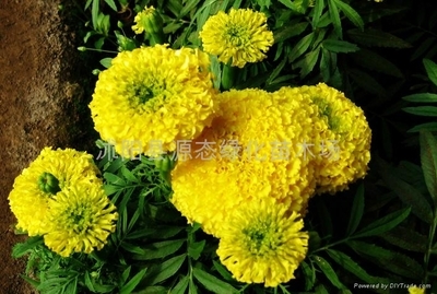 萬壽菊種子 - 源態 (中國) - 花卉種子、種苗 - 園藝 產品 「自助貿易」