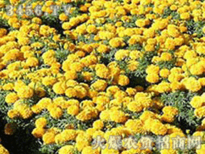 億連 萬壽菊