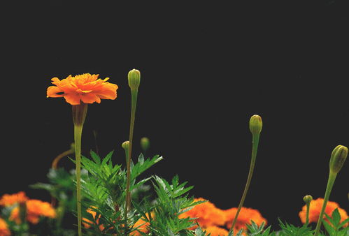 萬壽菊