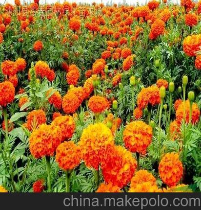 供應地被草花萬壽菊大量出售萬壽菊種子