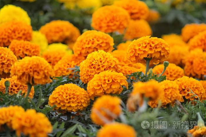 美麗的萬壽菊鮮花