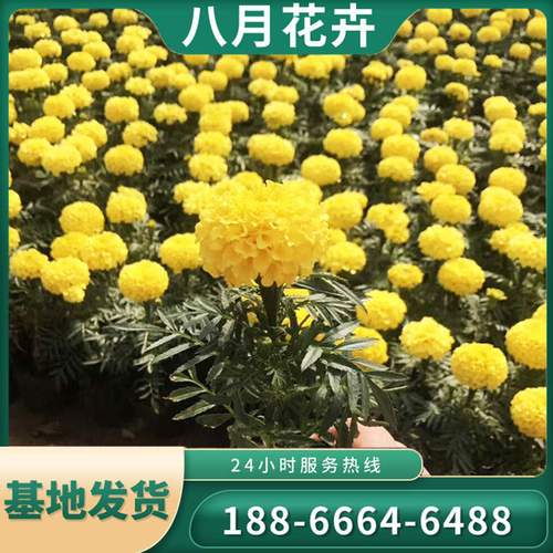 萬壽菊種苗