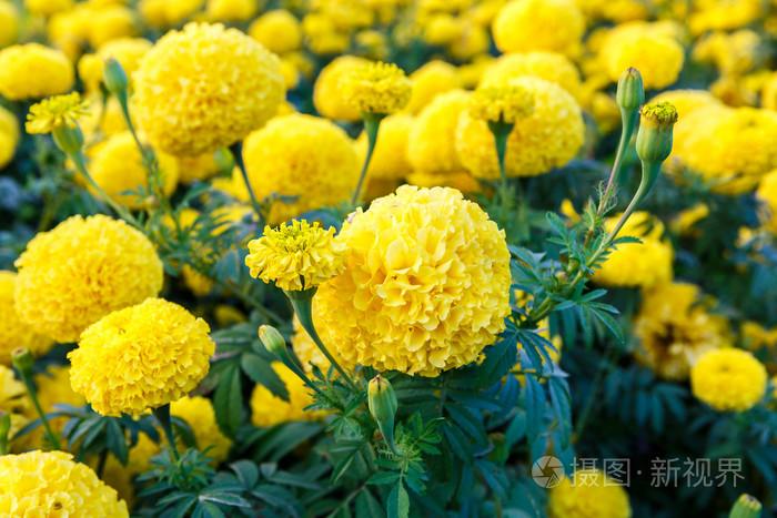 花園里的萬壽菊花