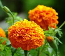 萬壽菊種植基地優(yōu)質(zhì)商家置頂推薦產(chǎn)品