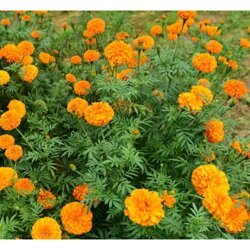 良璞-宜良萬壽菊-貴州萬壽菊?qǐng)?bào)價(jià)多少