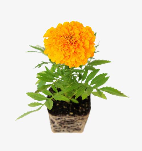 盆栽萬壽菊免摳素材