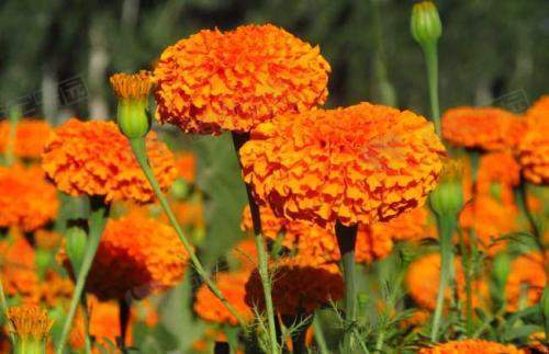 萬壽菊花種介紹【圖】