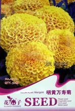 【明黃萬壽菊種子】最新最全明黃萬壽菊種子 產(chǎn)品參考信息