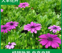萬壽菊種植基地優(yōu)質(zhì)商家置頂推薦產(chǎn)品