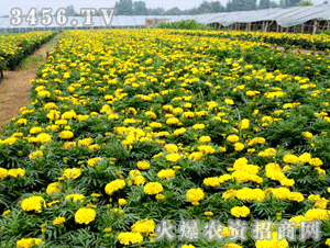 金宇 萬壽菊