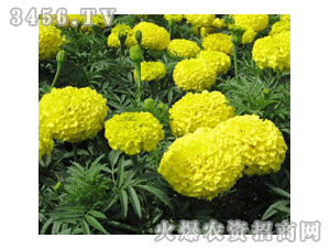 三盛 萬壽菊