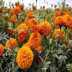 天津紅色萬壽菊種植基地,蜂窩菊