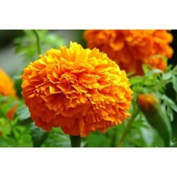 河北萬壽菊花海種植基地,萬壽菊小苗