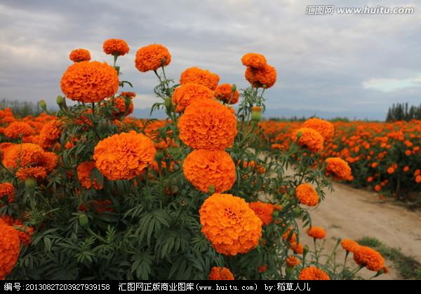 橘紅色的萬壽菊