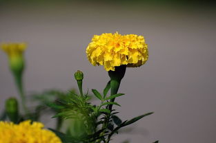 萬壽菊