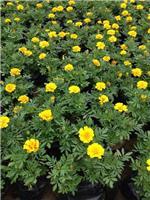 山東孔雀草種植批發(fā)青州向陽(yáng)草花苗木基地供應(yīng)-青州市向陽(yáng)花卉苗木園藝場(chǎng)提供山東孔雀草種植批發(fā)青州向陽(yáng)草花苗木基地供應(yīng)的相關(guān)介紹、產(chǎn)品、服務(wù)、圖片、價(jià)格羽衣甘藍(lán)、衛(wèi)矛、羽衣甘藍(lán)、北海道黃楊、一串紅、萬壽菊、