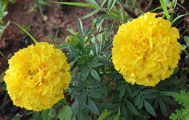 萬壽菊