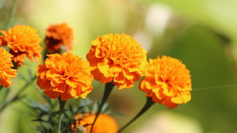 萬壽菊花開正艷