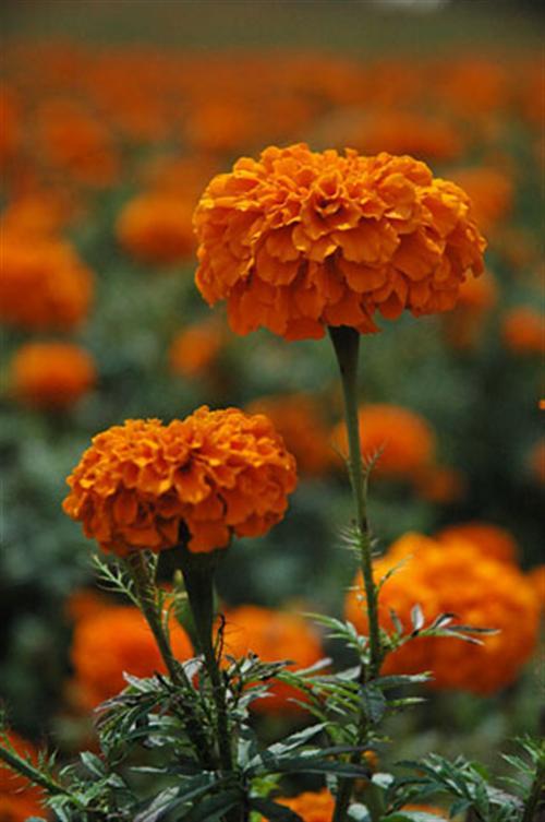 萬壽菊|樹春萬壽菊(圖)|萬壽菊基地