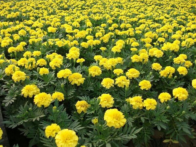 銷量好的萬壽菊哪里有供應_種植萬壽菊