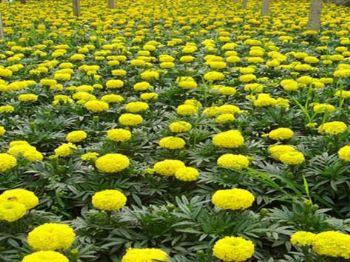 供應萬壽菊代理商 有品質的萬壽菊,哪里有賣