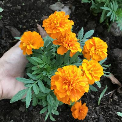 孔雀草種子 小萬壽菊花種子四季易播 春播盆栽花壇綠化工程花種子