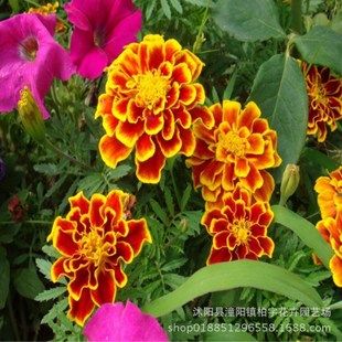 孔雀草種子黃色橙色橘紅色混色小萬壽菊臭菊花觀賞陽臺盆栽易種植