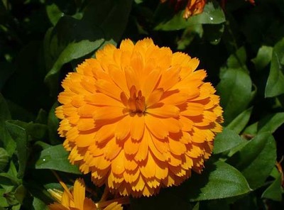 萬壽菊高效種植技術
