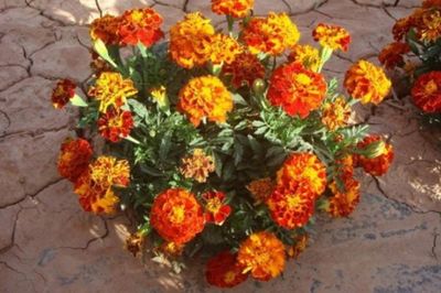 萬壽菊花色有幾種