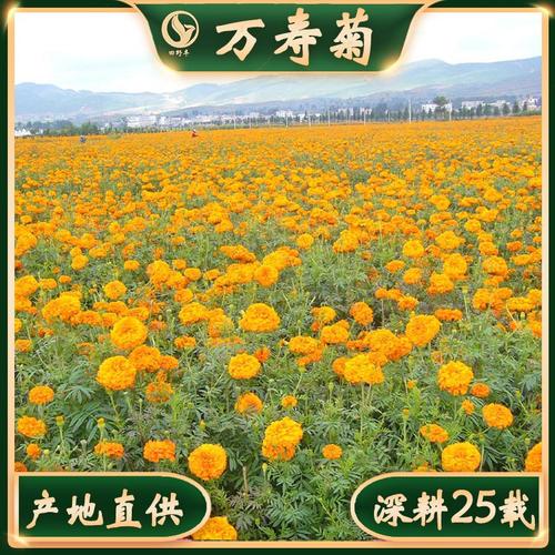 廣州萬壽菊