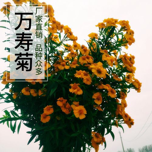 萬壽菊批發室內綠化造型花卉綠化花海可食用觀賞花卉基地直售