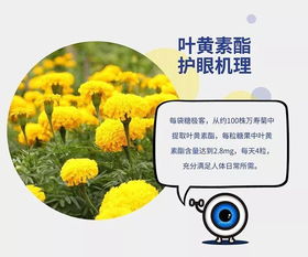 眼干 模糊 易疲勞 小心是 眼癌 預兆 在玩手機的都看看