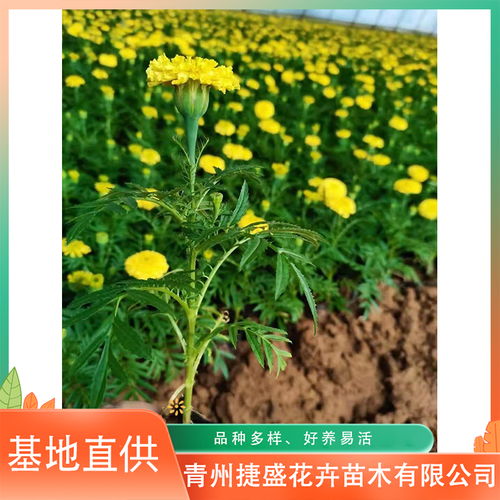 萬壽菊花海 批發萬壽菊幼苗 苗圃直供萬壽菊