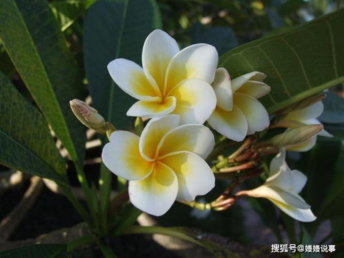 丈夫給妻子2000萬零花錢,妻子卻拿來開6家公司,后賺了百億身家