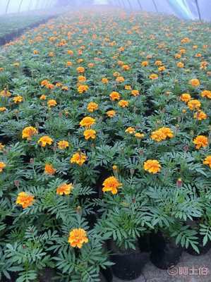 【草花萬壽菊批發(fā)基地.供應萬壽菊時令花草萬壽菊批發(fā).萬壽菊價格.萬壽菊花海】