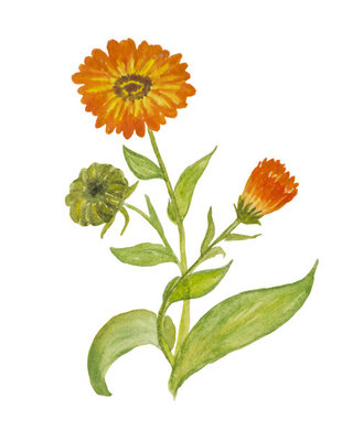 萬壽菊