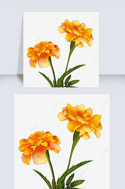 手繪芙蓉