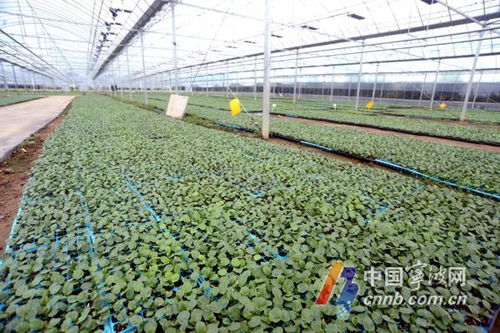 為了這一口口鮮甜 他們在春天播下 希望的種子
