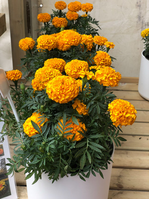 萬壽菊的價值
