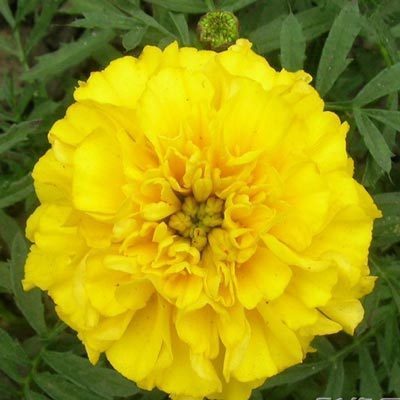 萬壽菊